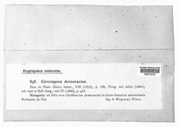 Cercospora armoraciae image